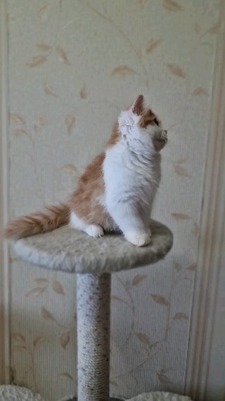 Вислоухие шотландские котята в LOOKY. #cat,#catstagram,#fold,#highlandfold,#cats_of_instagram,#kitten,#scottishfoldlonghair,#catsgram,#instacats,#catlover,#cotofinstagram,#instacats,#cotofinstagram,#petstagram,#kittensofinstagram,#animal,#,#scottishfoldcat,#kitty,#amazingcat,#kittycat,#kittens,#yourdailycat,#cutecat,#animals,#catsfollower,#scottishfoldkitten,#ねこ部,#猫,#. ♥️Girl, 2 months
Sco...