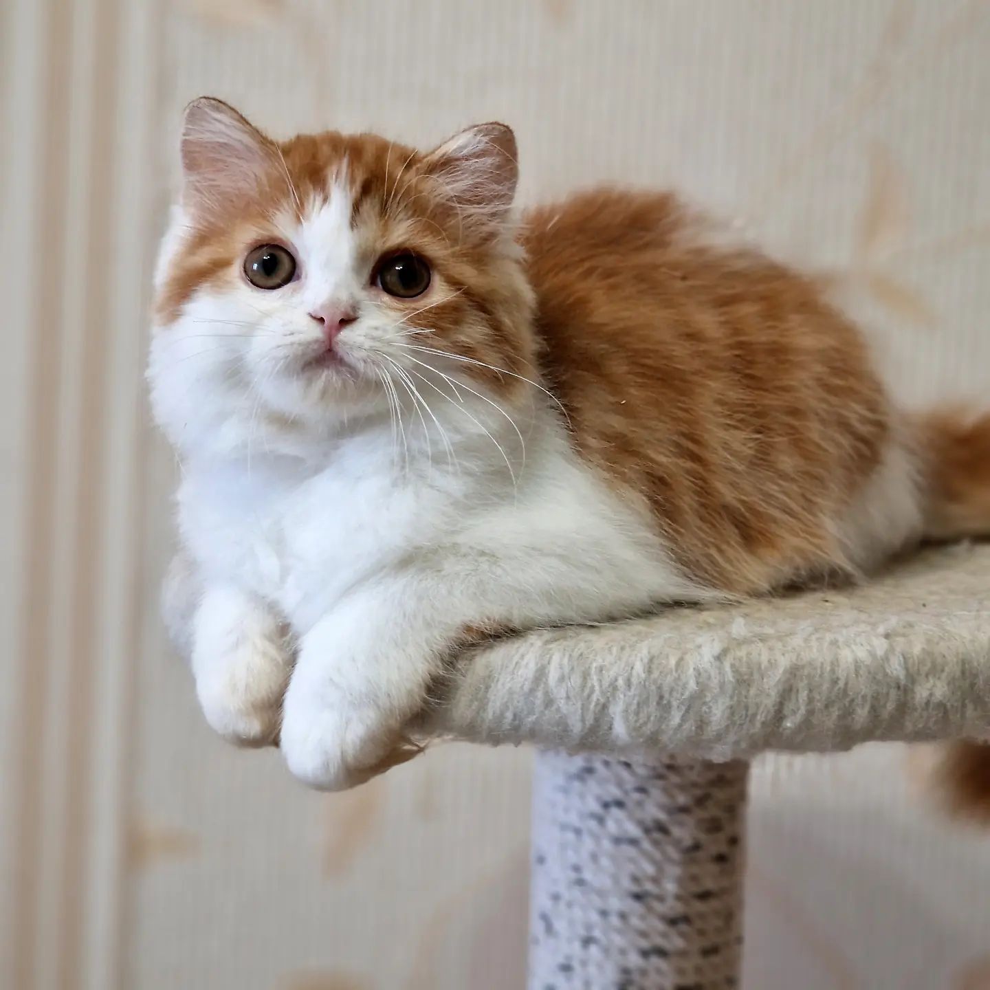 Вислоухие шотландские котята в LOOKY — фото 3