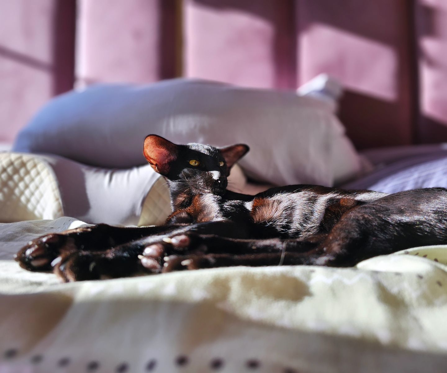 cats_martin_nikole в LOOKY. . Царь, очень приятно,...