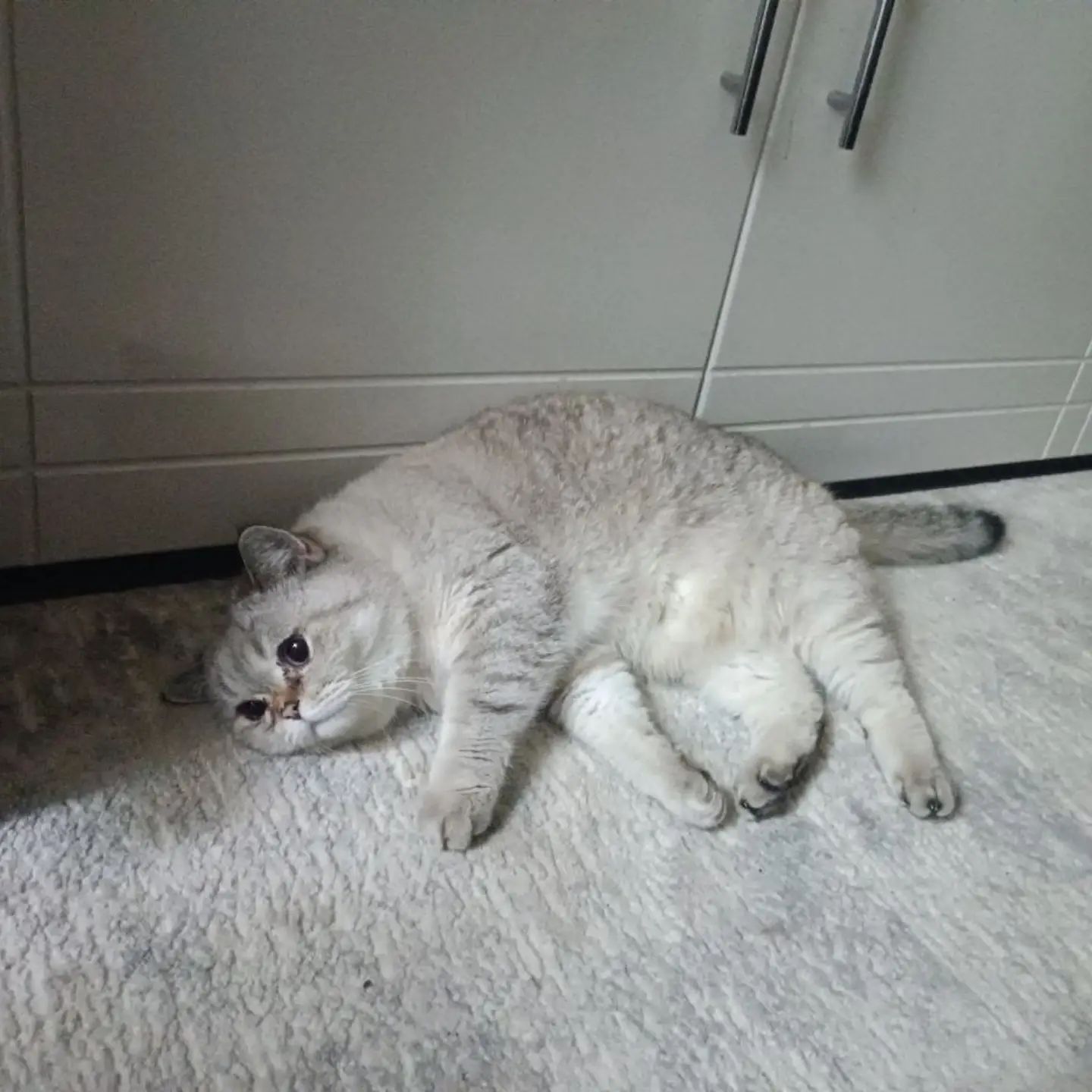 _cat_fomka_ в LOOKY. #котикфомка,#cat,#котище,#sleep,#scottishstraight,#cats_of_the_world,#fomkacat,#catsofinstagram,#catstagram#котёныч#котэ#котик#catofinsta#catlover#cutecats#meow#ilovemycat#ilovecats#instagramcats. Ктотэрик.
#котикфомк...