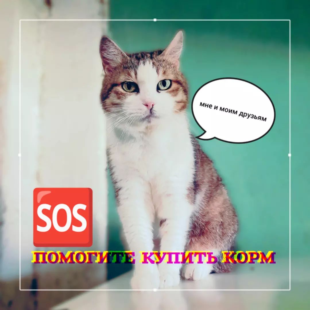 СЧАСТЬЕ  вдобрыеруки в LOOKY. #помощьживотным,#нужендом,#вдобрыеруки,#кошкаищетдом,#кошка,#cat,#собака,#срочно,#отдамвдобрыеруки,#доброедело,#кошкавдобрыеруки,#нужнапомощь,#бездомныеживотные,#ищетдом,#благотворительность,#помощьсобакам,#щенки,#собакадругчеловека,#помощьбездомнымживотным,#приют,#помощьбездомнымсобакам,#верныйдруг,#помощь,#деньстольника,#смирупонитке,#приютдляживотных,#помогиприюту. 📢 НУЖНА ВАША ПОМОЩЬ...