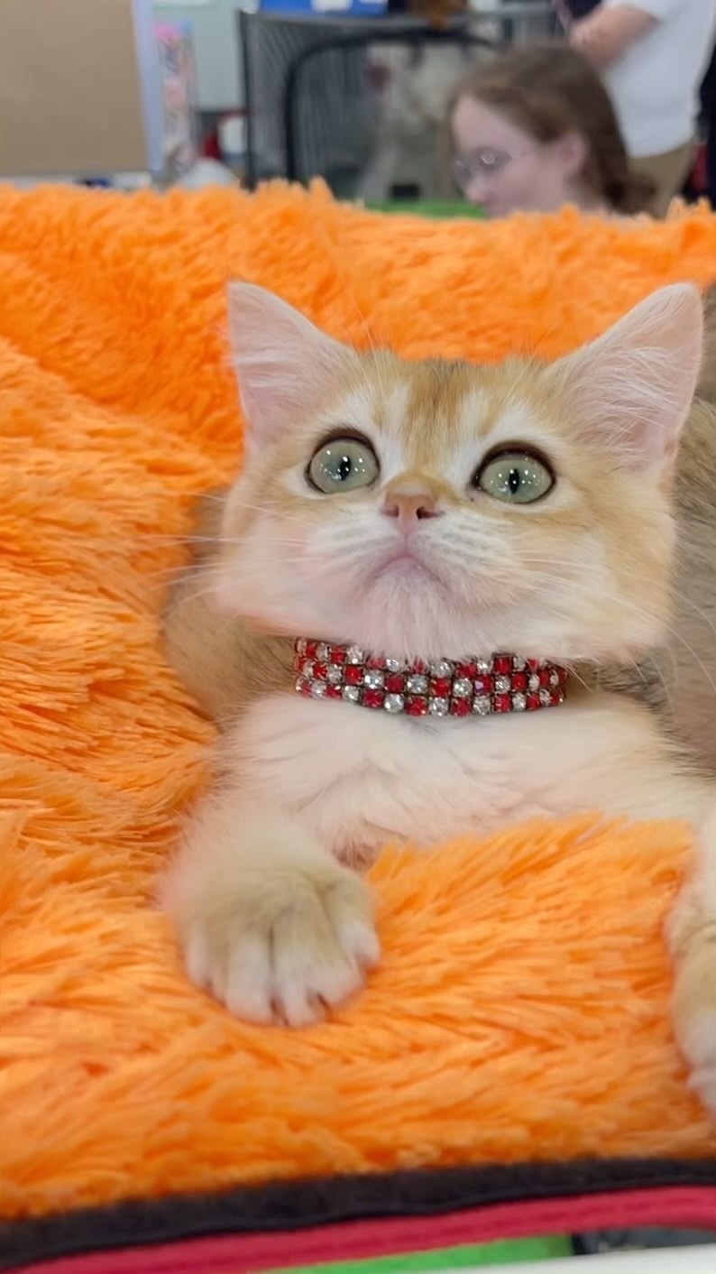 ekaterinaka777 в LOOKY. #scottishfold,#catsofinstagram,#cat,#kitten,#cats,#kittensofinstagram,#instacat,#catstagram,#kittens,#scottishfoldlovers,#catlover,#catoftheday,#kitty,#meow,#scottishfoldworld,#cutecat,#catlovers,#kittycat,#pet,#scottishfoldcat,#cats_of_world,#cute,#scottishfoldkitten,#catbreeder,#catlife,#ilovemycat,#scottishstraight,#lovecats,#scottishfolds. Малышка Агама, свобо...