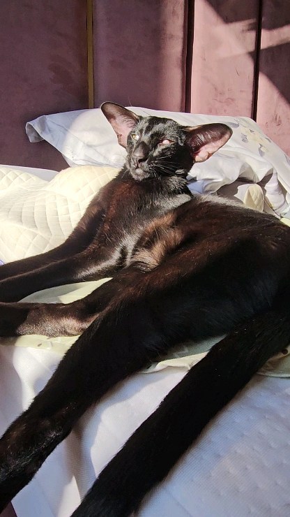 cats_martin_nikole в LOOKY. . Ленивое воскресенье.