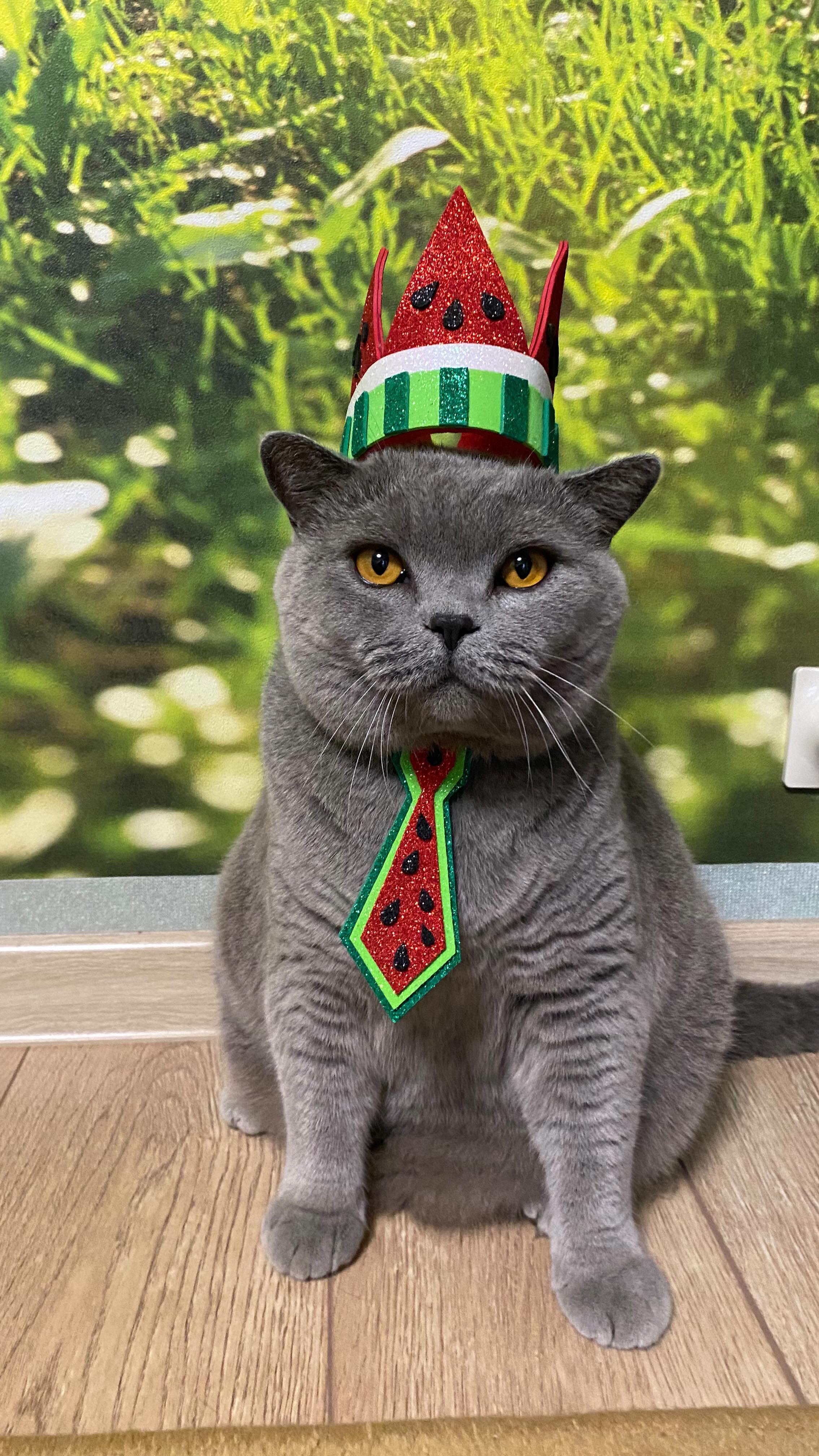 cat.bonifaciy_24 в LOOKY. . Хвостики, всех приве...