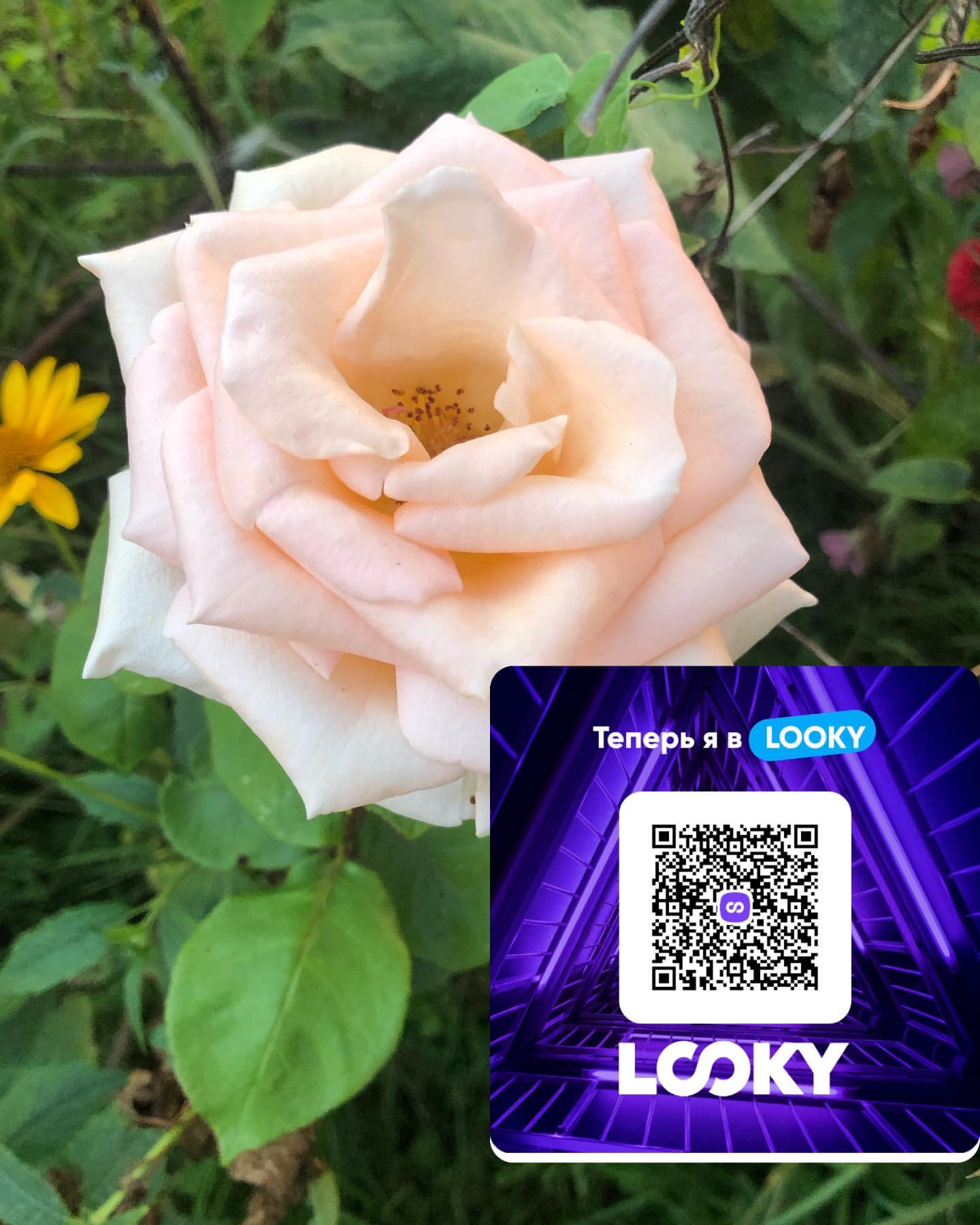 o_taranov в LOOKY. . null