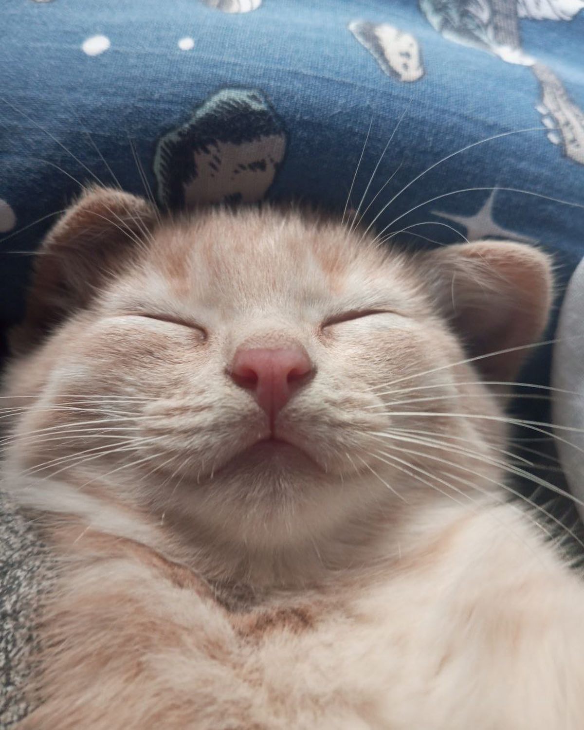 oksanaa55 в LOOKY. #киса,#котэ,#кошечка,#мимими,#любовь. Знакомьтесь Лисонька...