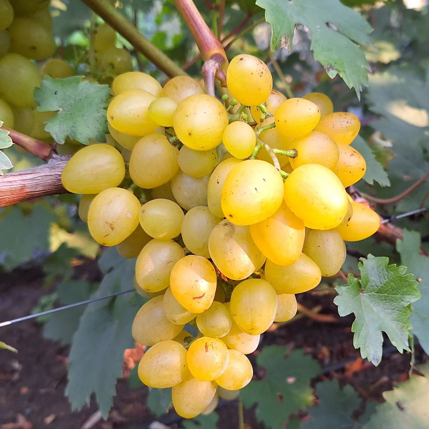 🍇 Один из лучших и вкуснейших виноградов нашего питомника на сегодняшний день -  Кинельский рафинад! 
😍 Прекрасен для глаз, восхитителен на вкус! Он бы мог составить конкуренцию, например, Самарскому бриллианту, но вот у кого  считывается косточка, так это у Рафинада. Это может оттолкнуть от него неженок, которые не приемлют ничего инородного в винограде (кстати, именно в косточках и кожице содержится все самое полезное, что есть в ягодах), но людям с сильными челюстями, хорошим аппетитом и любителям шикарного сочного восхитительного винограда они не страшны, мы их просто не замечаем, такой восторг вызывает Рафинад 🍇💥🔥 На самом деле, он очень быстро созревает и на первом этапе косточка практически незаметна, а сейчас когда Рафинад в лучшей форме, на фоне сочной и сладчайшей хрустящей мякоти с приятнейшим мускатным ароматом все эти косточки такая незначительные мелочь! А точно они есть? 🤔🫣🤭 
Нет, не помним!❤️🍇😍