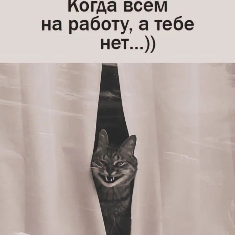 babon_82