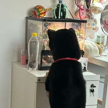 blackshiba.megumi в LOOKY — Вотчинг природы через стекло