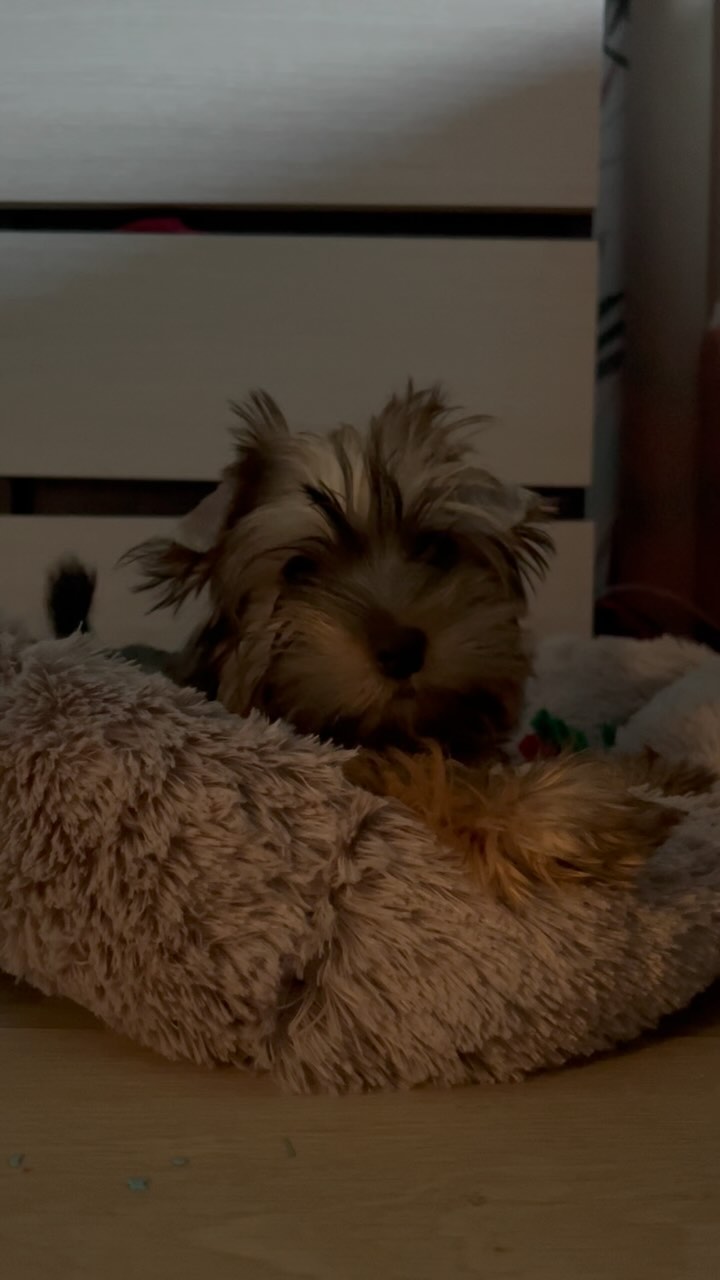 myanimalspark в LOOKY. . null