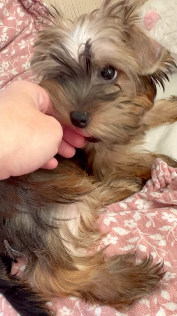 myanimalspark в LOOKY. . null