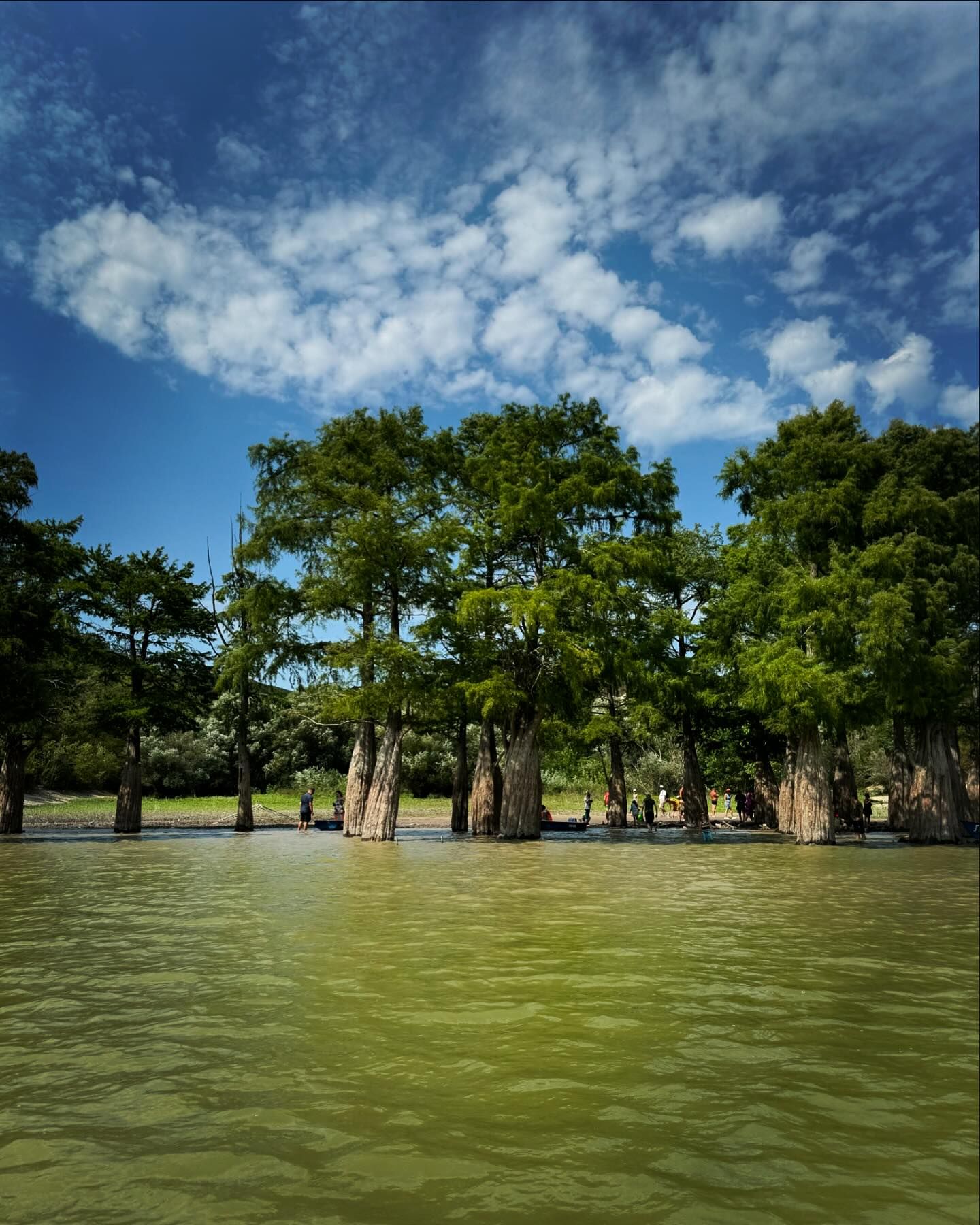 Cypress Lake #lake #cypress #summer #south #love #nature #forest #озеро #кипарисовоеозеро