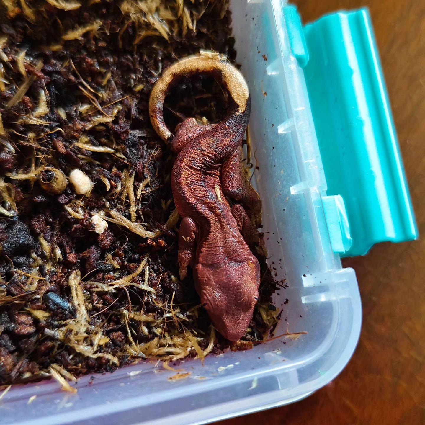 Выход: 18.08.2024

#машамузасоколовская #бананоед #exzoopark_by #rhacodactylusciliatus #reptile #реснитчатыйбананоед
