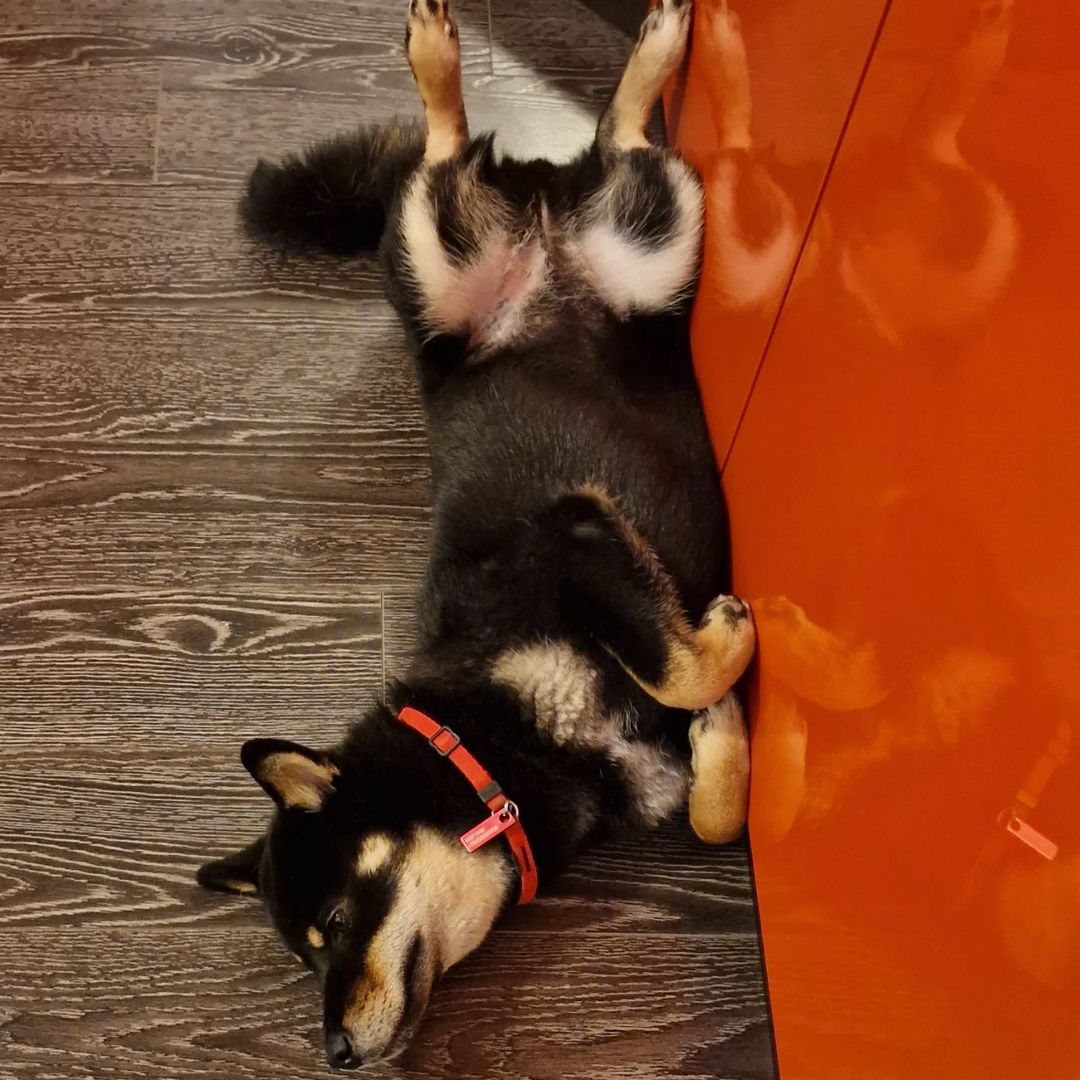 blackshiba.megumi в LOOKY. . СРОЧНО! ВАЖНО!
Приду...