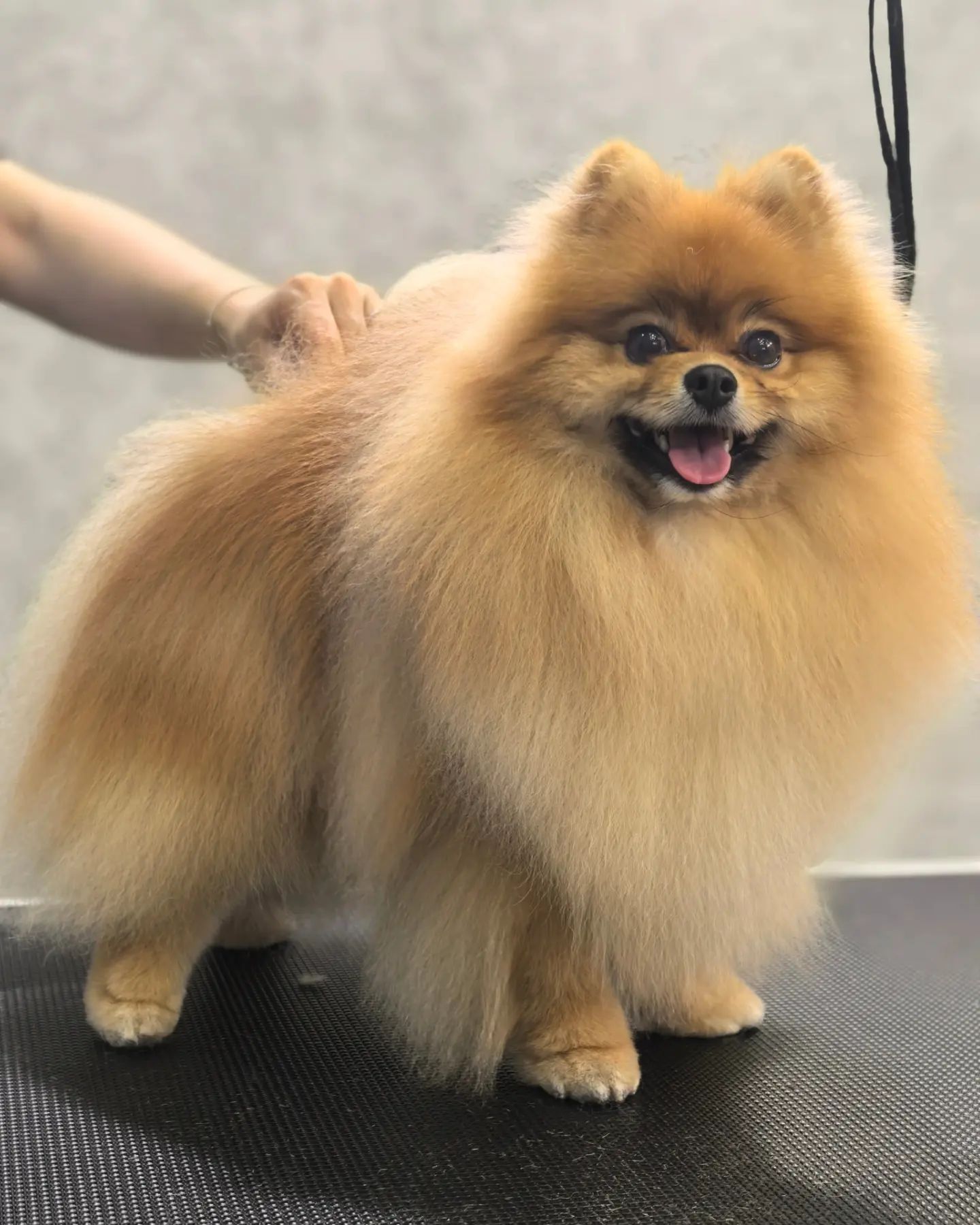 ourgroomingsalon в LOOKY. #груминг,#гигиена,#шпиц,#малыйшпиц,#грумингшпица,#петгруминг,#стрижкасобак,#грумингсалон,#littlebigpets,#зоосалон,#грумингприморскийрайон,#грумингприморскийрайонспб,#грумингспб. Комплекс с гигиеной ...