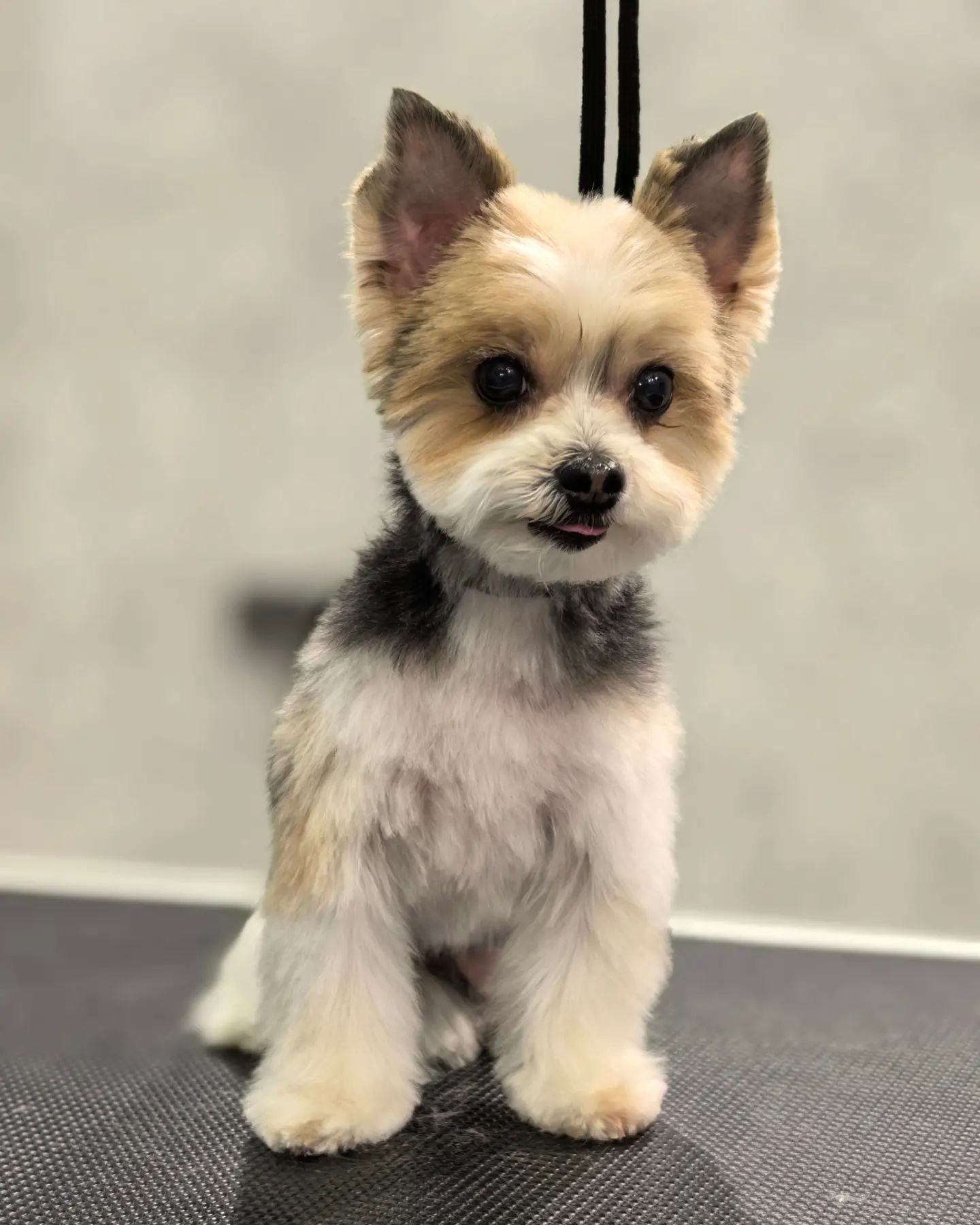 ourgroomingsalon в LOOKY. #груминг,#грумингсалон,#грумингспб,#грумингйорка,#бивер,#биверйорк,#стрижкайорка,#стрижкасобак,#зоосалон,#петгруминг,#йорк. Бивер-йорк Голди на ...