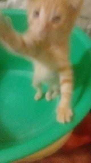 dicherpetra в LOOKY. #😺. #😺