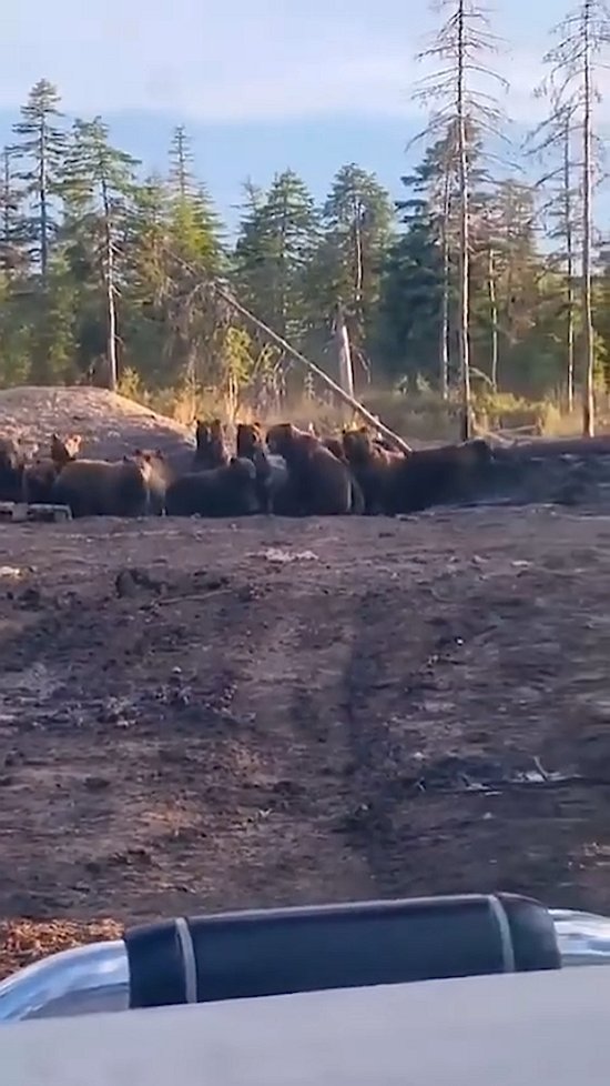 ВИДЕО ЮМОР в LOOKY. . «Вот это их много. В...