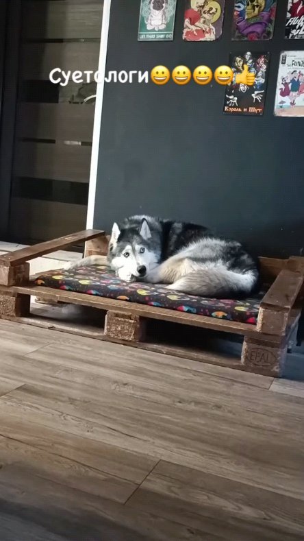 ВИДЕО ЮМОР в LOOKY. . Озвучка огонь😄