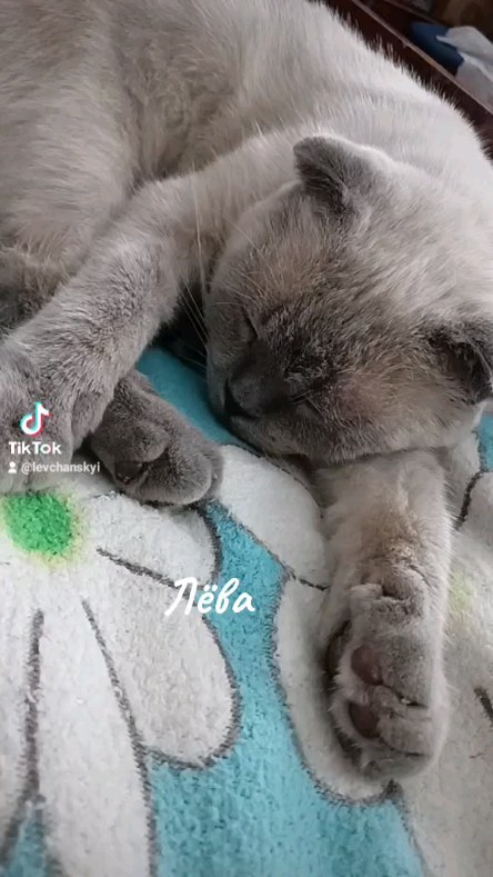 levchanckiy в LOOKY. #лёвалевчанский,#котикинаркотики,#золотойфонддрузей,#рекомендации,#безкотаижизньнета😻. #лёвалевчанский #к...