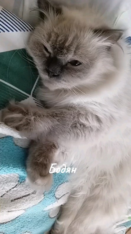 levchanckiy в LOOKY. #бодянлевчанский,#котвдомехозяин,#безкотаижизньнета😻,#золотойфонддрузей,#котикинаркотики. #бодянлевчанский #ко...