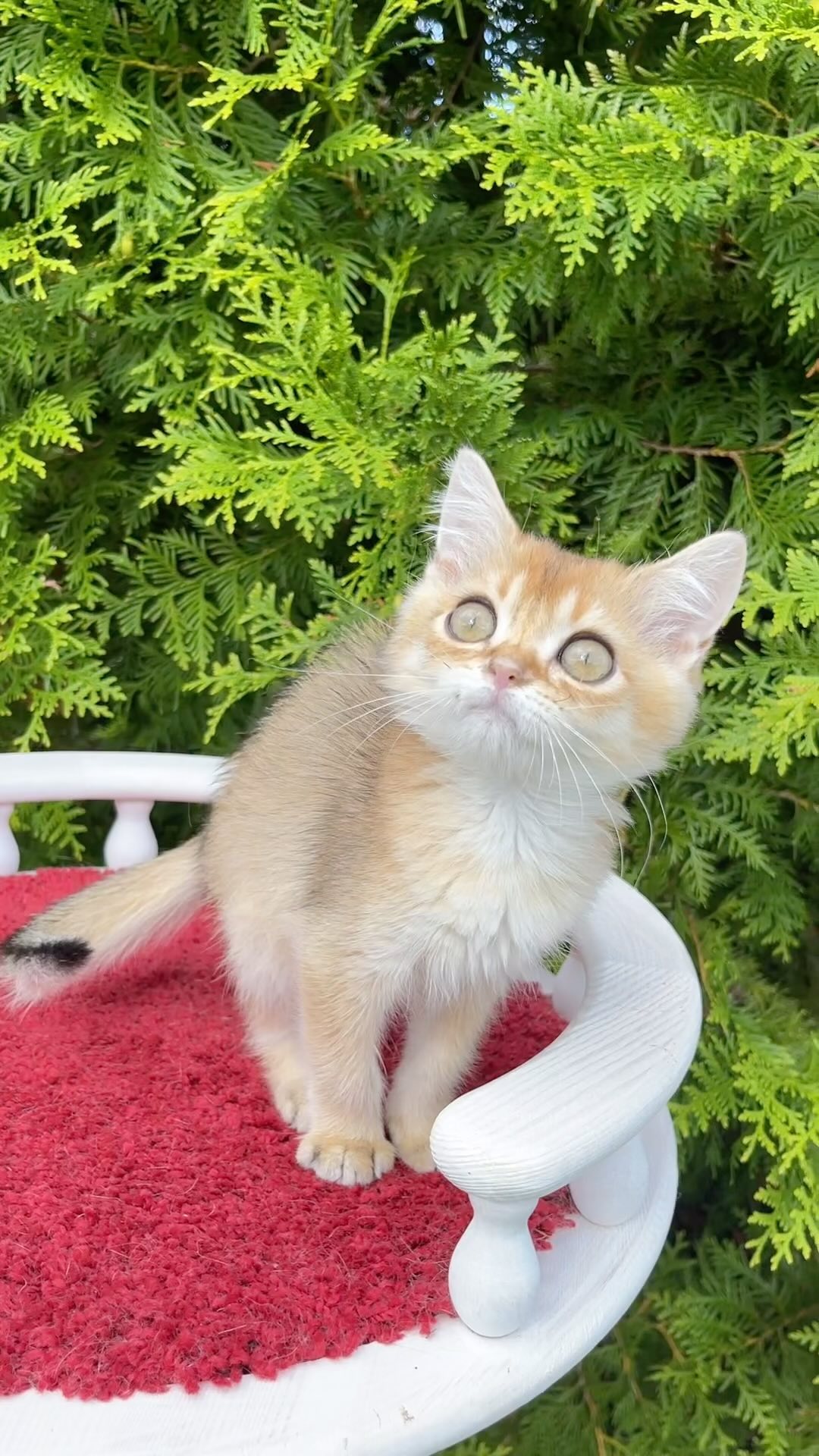 ekaterinaka777 в LOOKY. #scottishfold,#catsofinstagram,#cat,#kitten,#cats,#kittensofinstagram,#instacat,#catstagram,#kittens,#scottishfoldlovers,#catlover,#catoftheday,#kitty,#meow,#scottishfoldworld,#cutecat,#catlovers,#kittycat,#pet,#scottishfoldcat,#cats_of_world,#cute,#scottishfoldkitten,#catbreeder,#catlife,#ilovemycat,#scottishstraight,#lovecats,#scottishfolds. Мальчишка Zefir - св...
