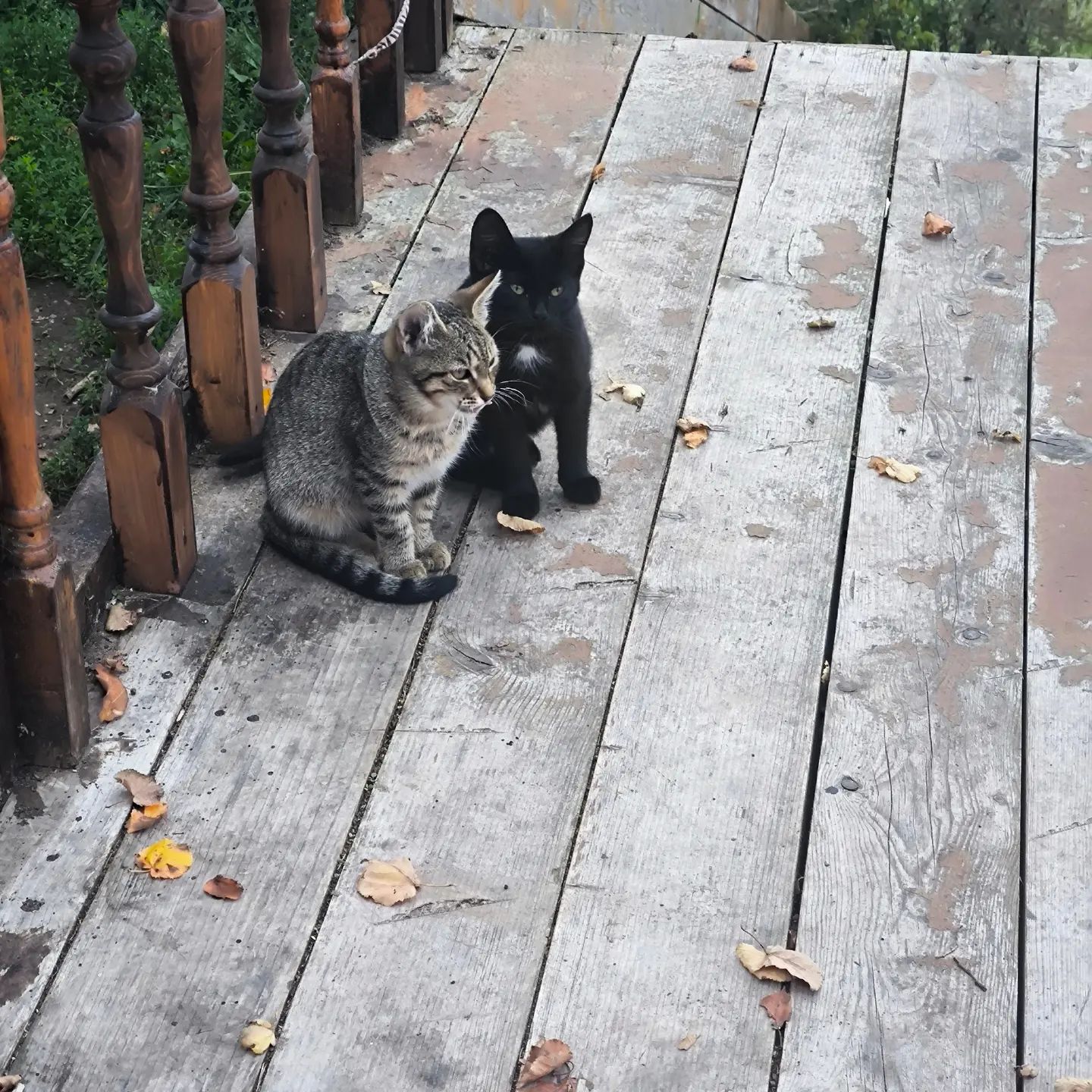 Просто котята
#котята в #елабуга