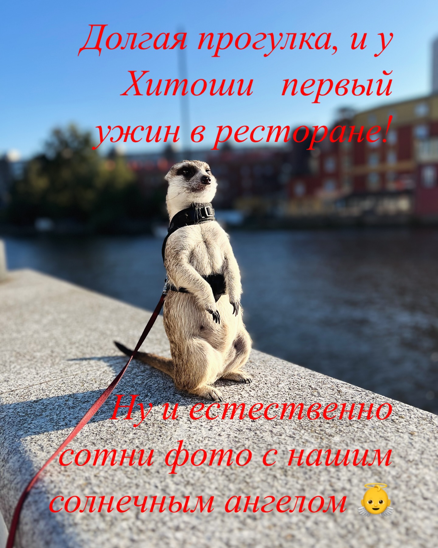 volodko_singer in LOOKY. . null