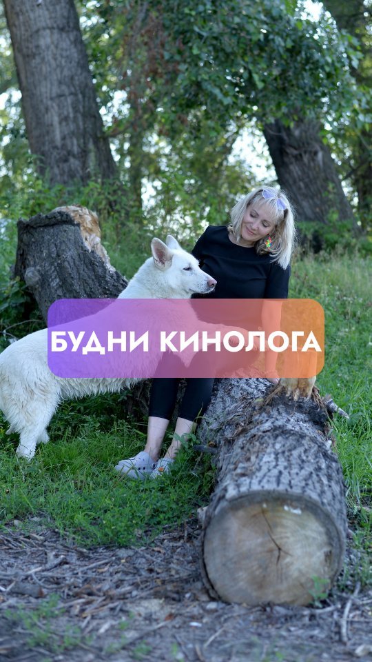 kinolog_zoopsikholog в LOOKY. #кинолог,#собака,#dog,#щенок,#дрессировкасобак,#дрессировка,#воспитаниесобак,#зоопсихолог. Будни кинолога и зав...