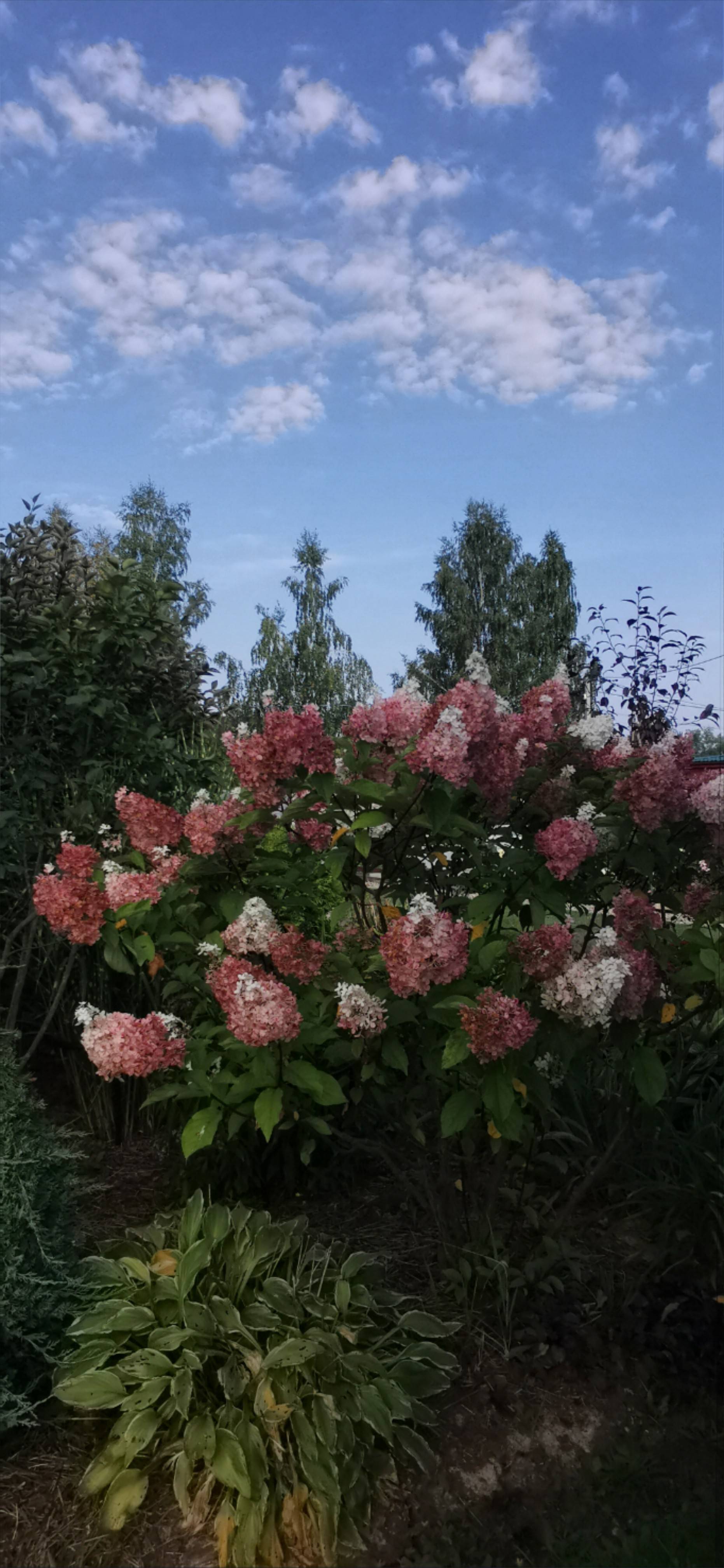 feyacvetov.lana в LOOKY. #мойсад,#сад,#красивыйсад,#feyacvetov,#mygarden,#landscape. Да... август почти н...