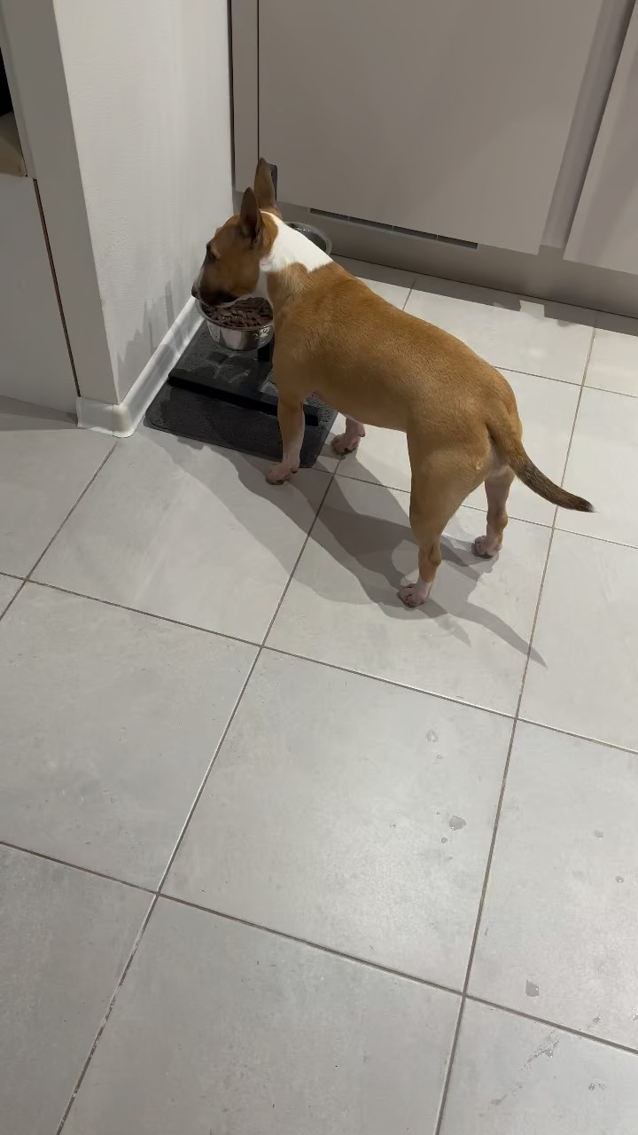 minibull_izzi в LOOKY. . Моя умная булка 🤗

...