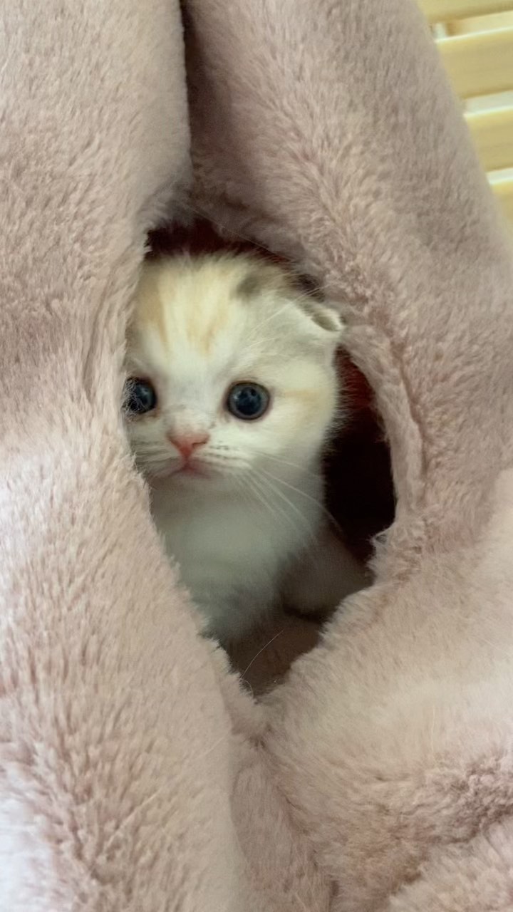 sheerfold_cattery в LOOKY. . Гнездовье😁😻#скотти...