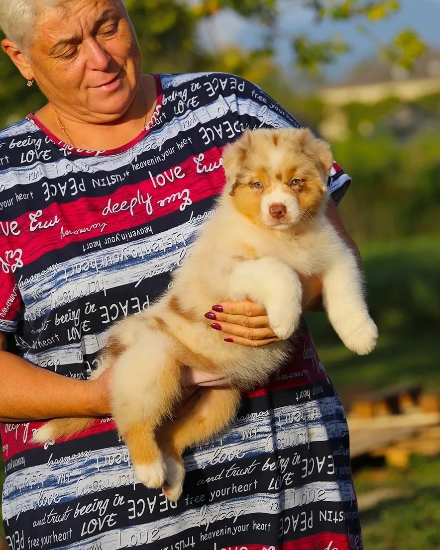iz_doma_korolevoi_kennel в LOOKY — фото 4