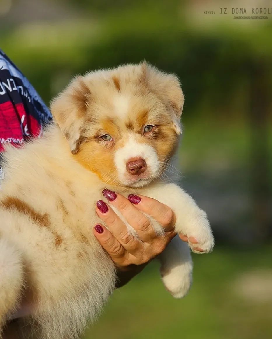 iz_doma_korolevoi_kennel в LOOKY — фото 10