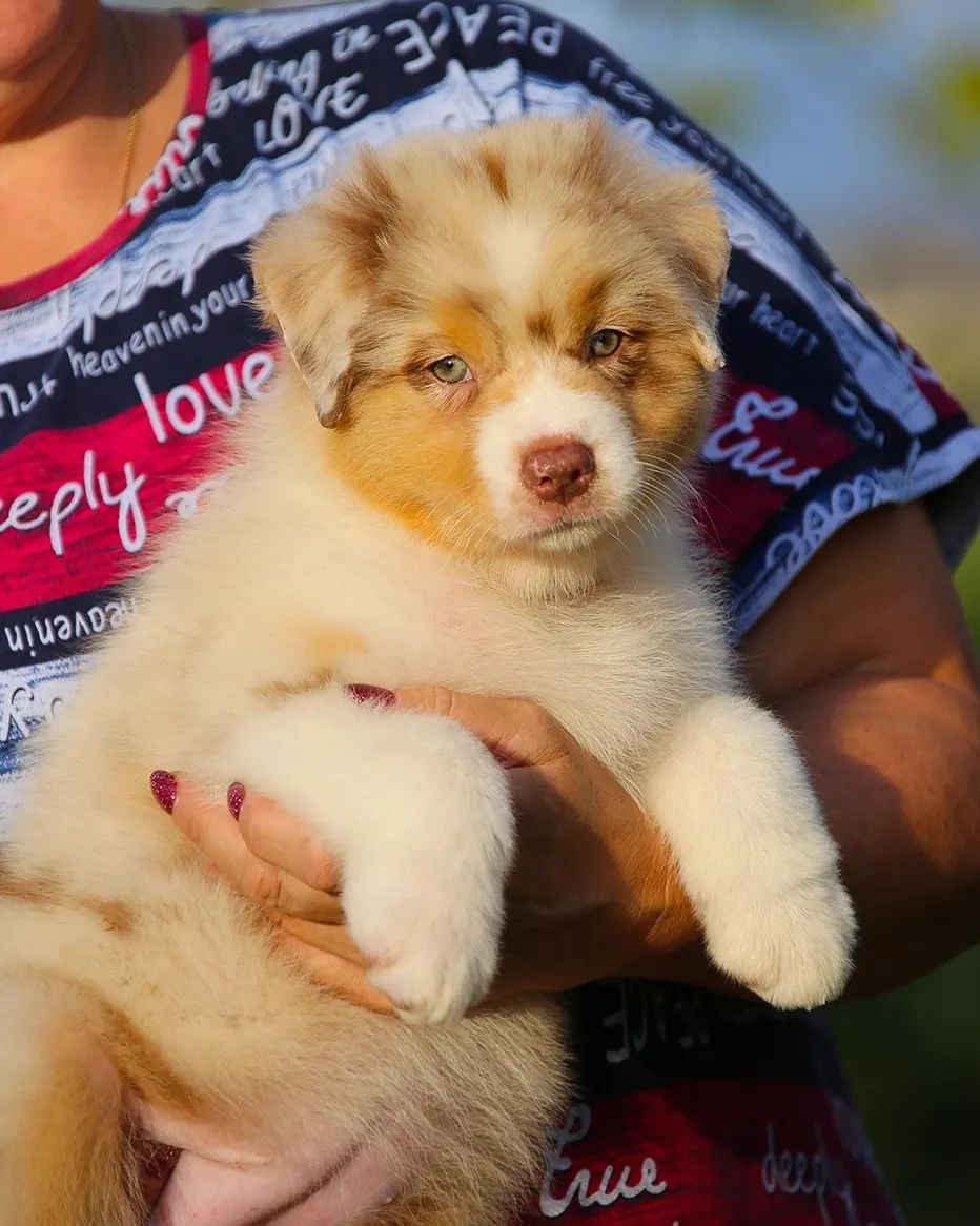 iz_doma_korolevoi_kennel в LOOKY — фото 7