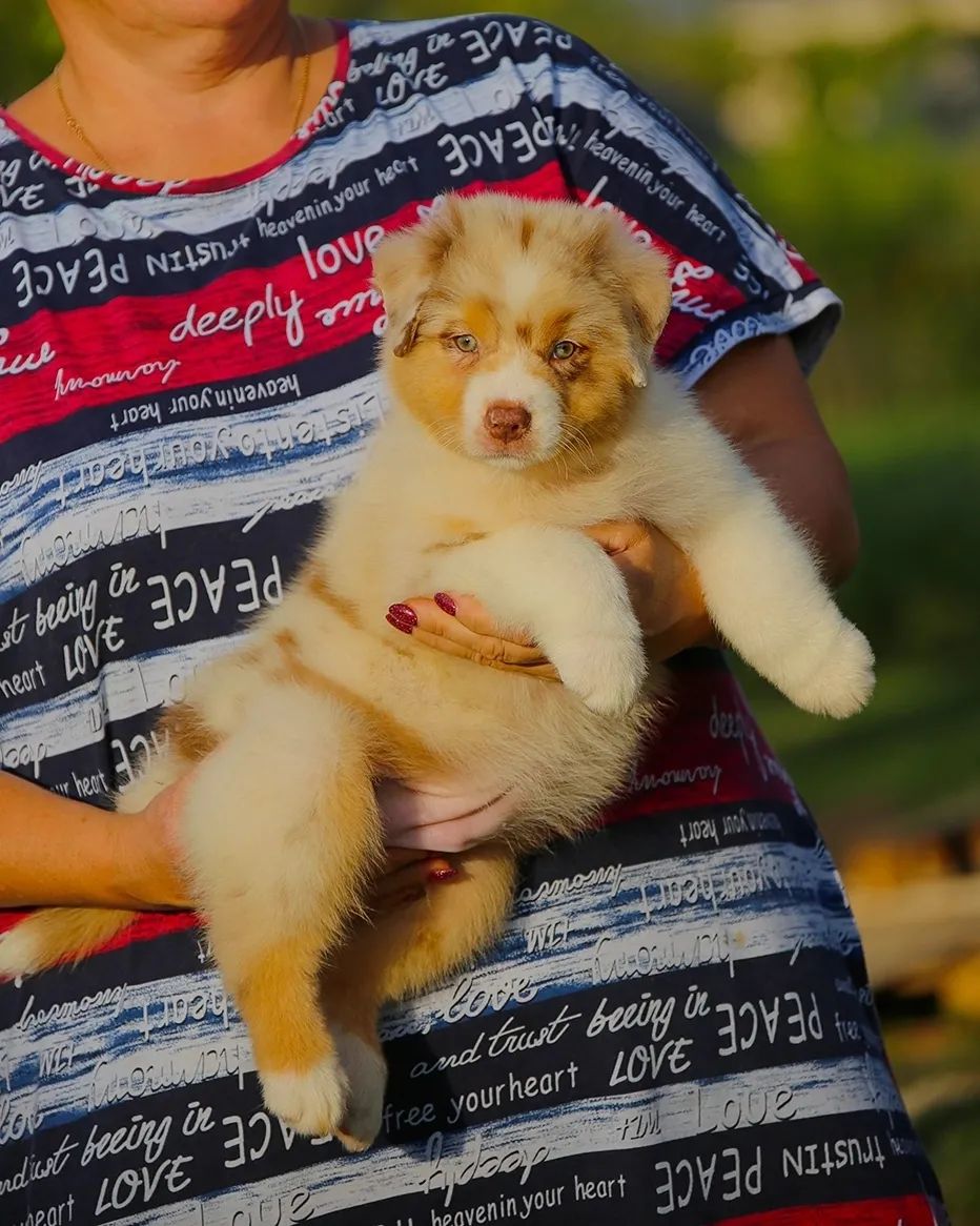 iz_doma_korolevoi_kennel в LOOKY — фото 2