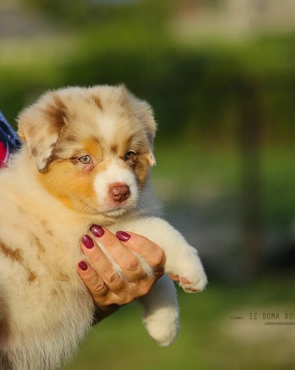 iz_doma_korolevoi_kennel в LOOKY — фото 9