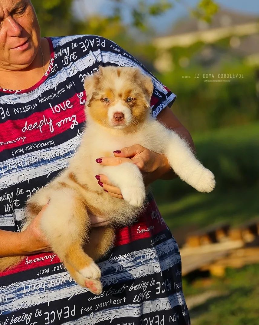 iz_doma_korolevoi_kennel в LOOKY — фото 3