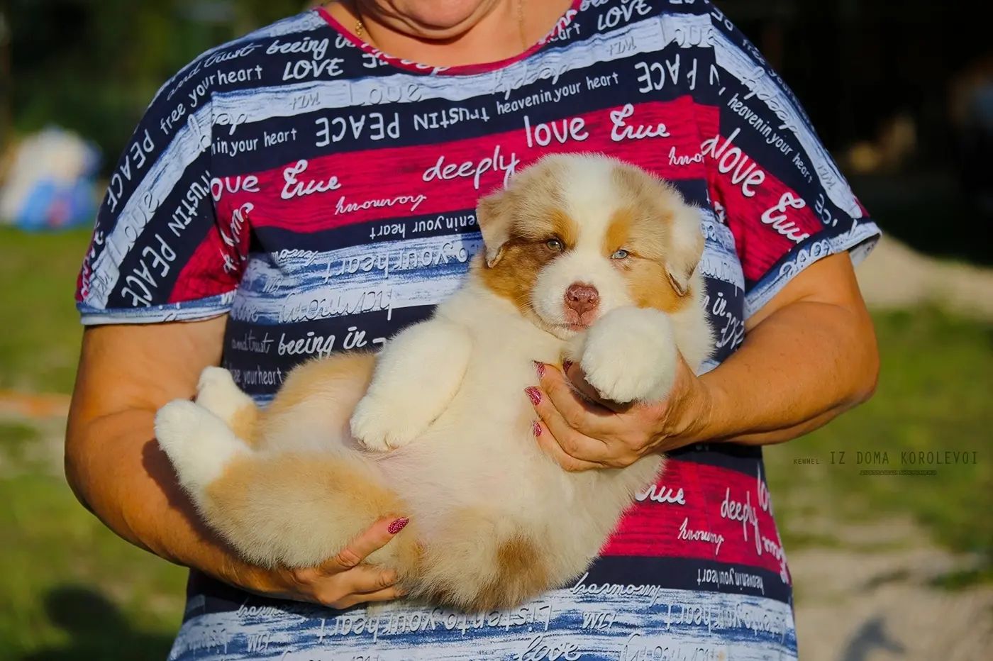 iz_doma_korolevoi_kennel в LOOKY — фото 3