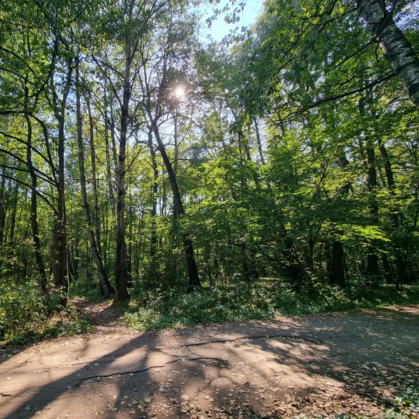 🌳☀️