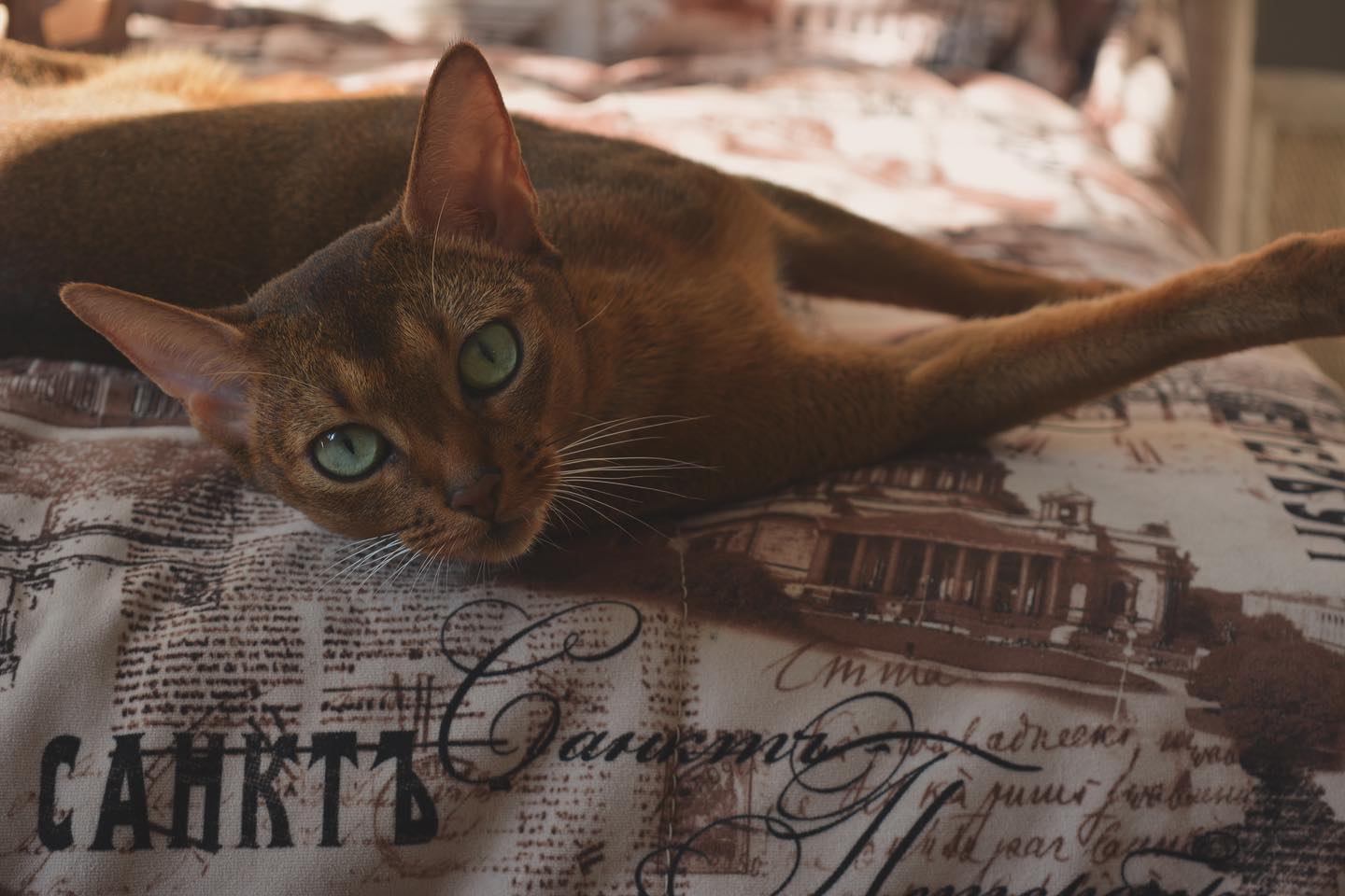 golden_panther_louis в LOOKY. . Asti🥰
