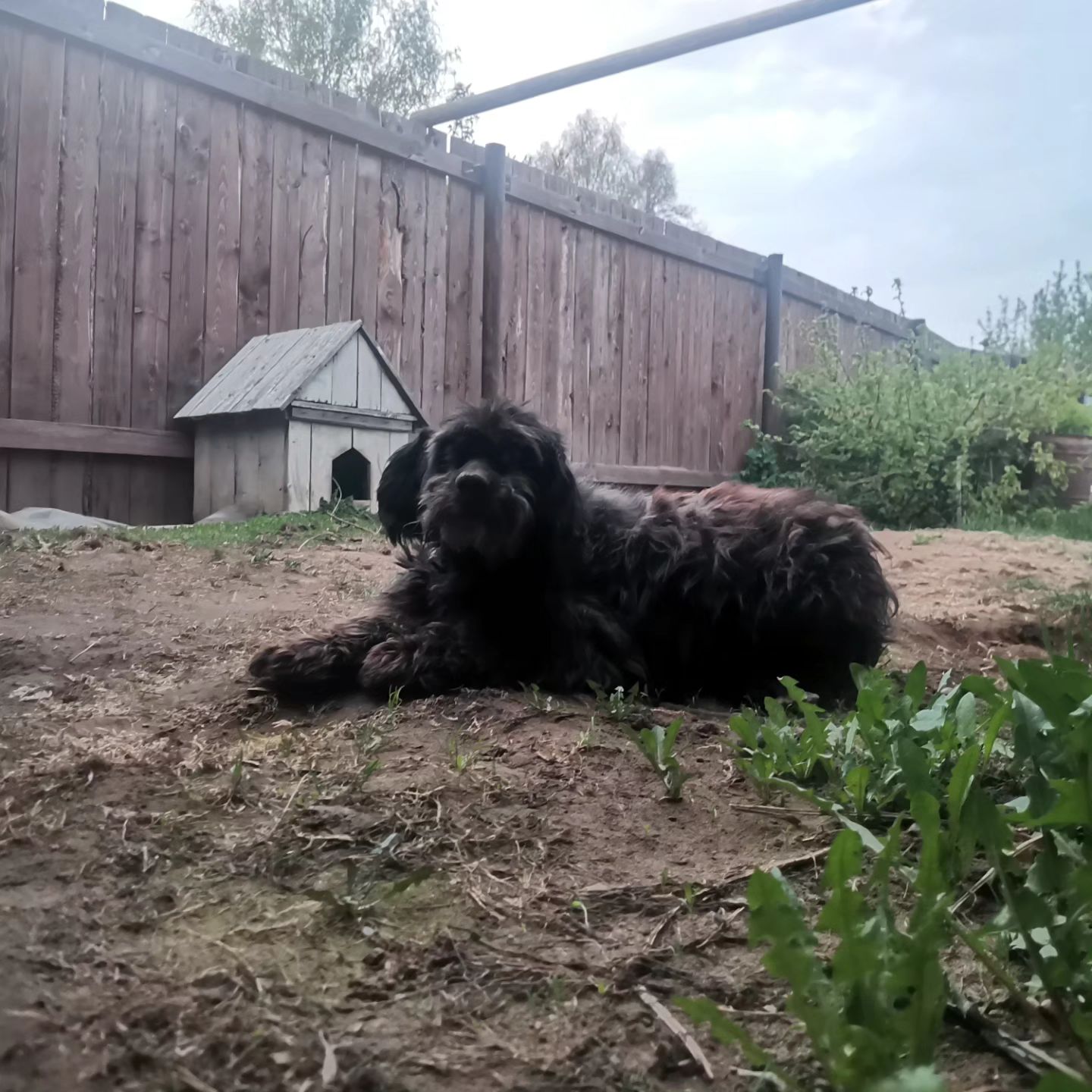 vladkamarkov в LOOKY. . Пёс Босс, Пёс Босс, ...