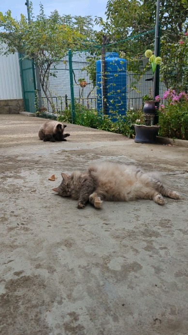 milka_cat_2020 в LOOKY. #Геленджик. Благодарим это лето ...