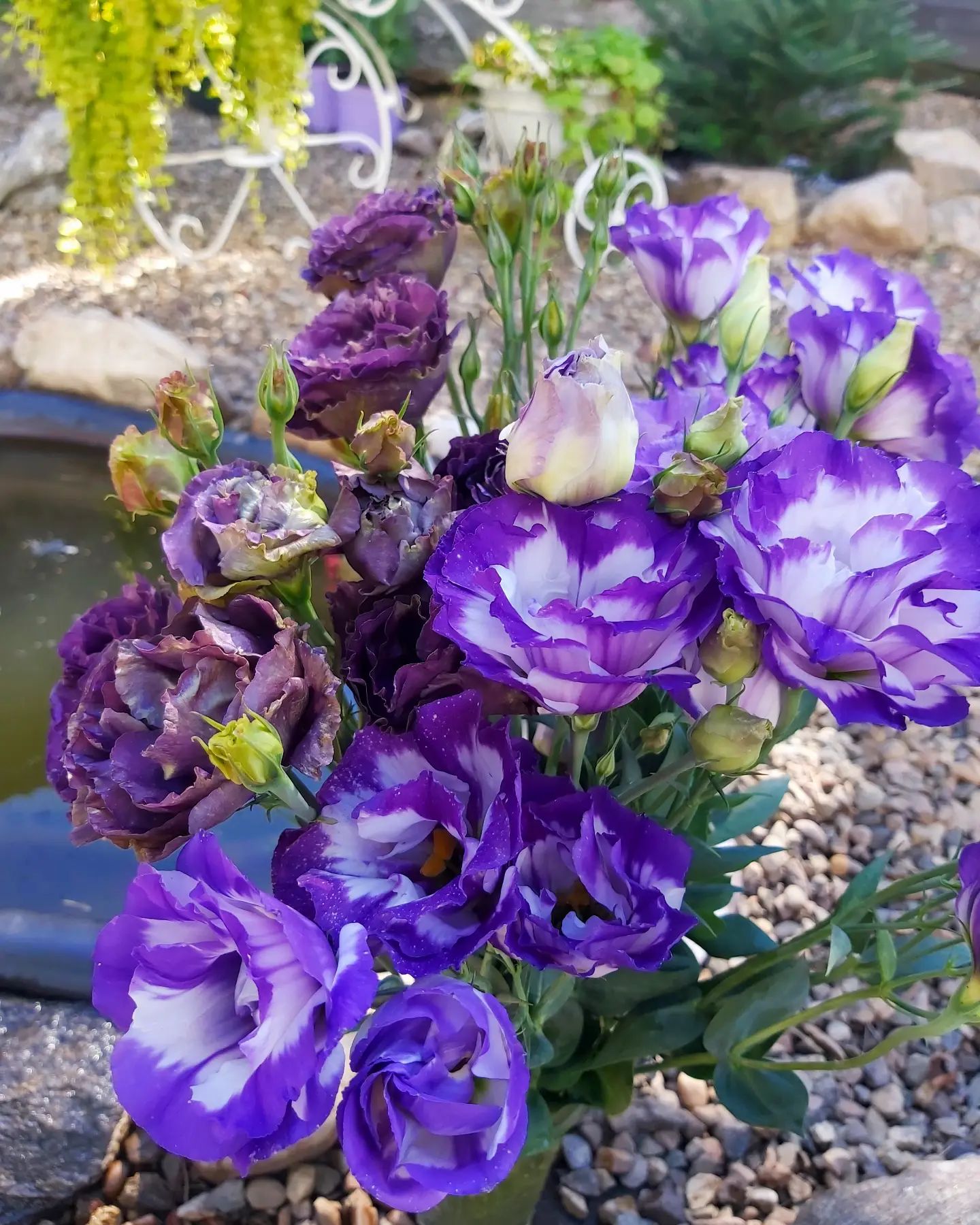 eustoma_irkutsk в LOOKY. #осень,#осенниецветы,#эустома,#1сентября,#первыйденьосени. С Первым Днём Осени!...