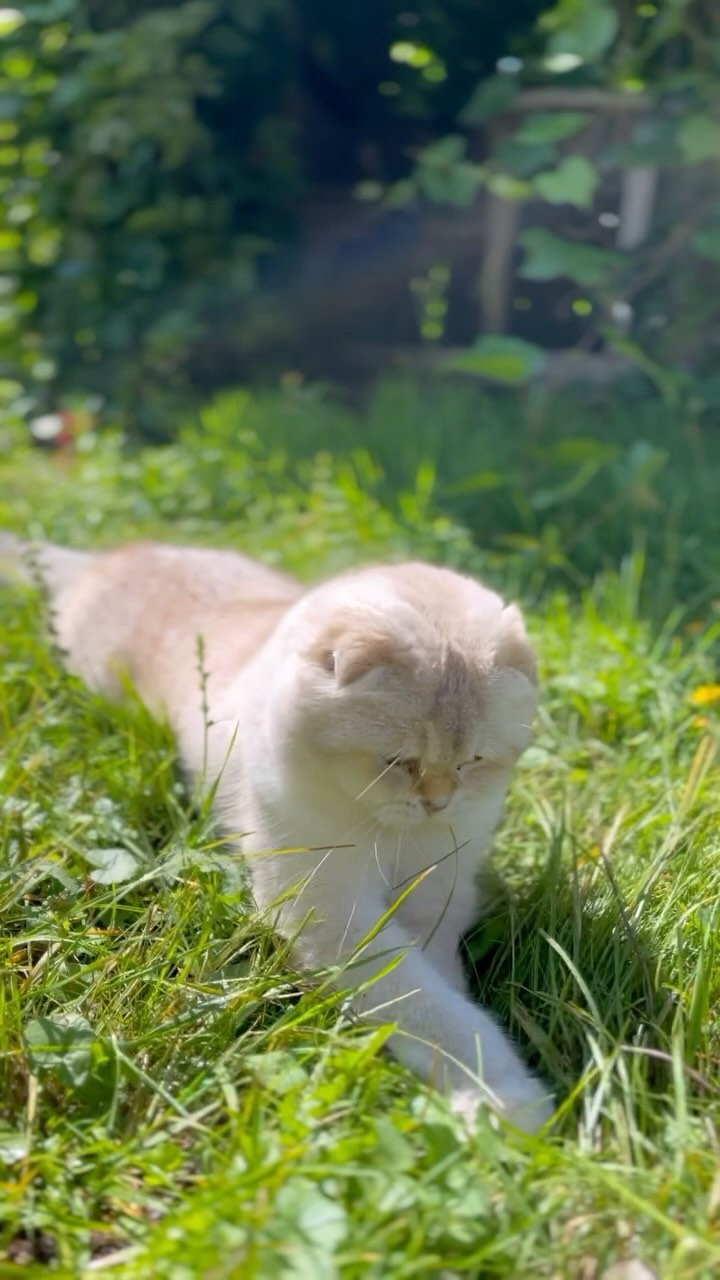 ___lucky__cat___ в LOOKY. #catlover,#catstagram,#catsotinstagram,#kittensofinstagram,#kittensofing,#ilovemycat,#meow,#instacat,#scottishfold,#instatag,#whitecatsofinstagram,#meowmeow,#animalkingdom,#scottishfoldcat,#природа,#whitecat,#покалето,#котик,#reels,#summertime,#animalreel,#котейка,#лето,#дача,#белыйкот,#мойлюбимец,#reelsinstagram,#lucky. Мурррвет, друзья!❤️ ...