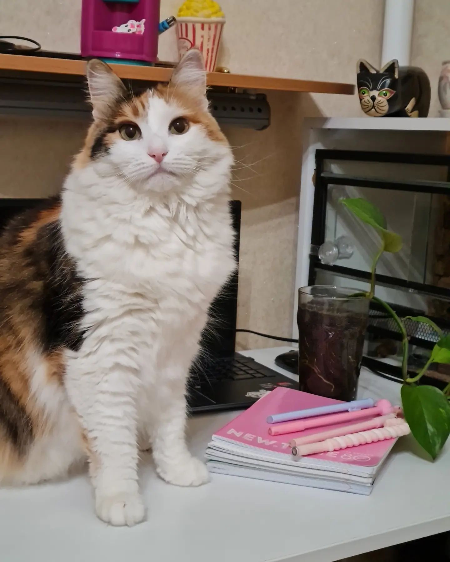 zlata_help в LOOKY. #осеньпришла,#1деньосени#инстакошка,#кошачьяжизнь,#petsofinstagram. С Днём Знаний и С 1 ...