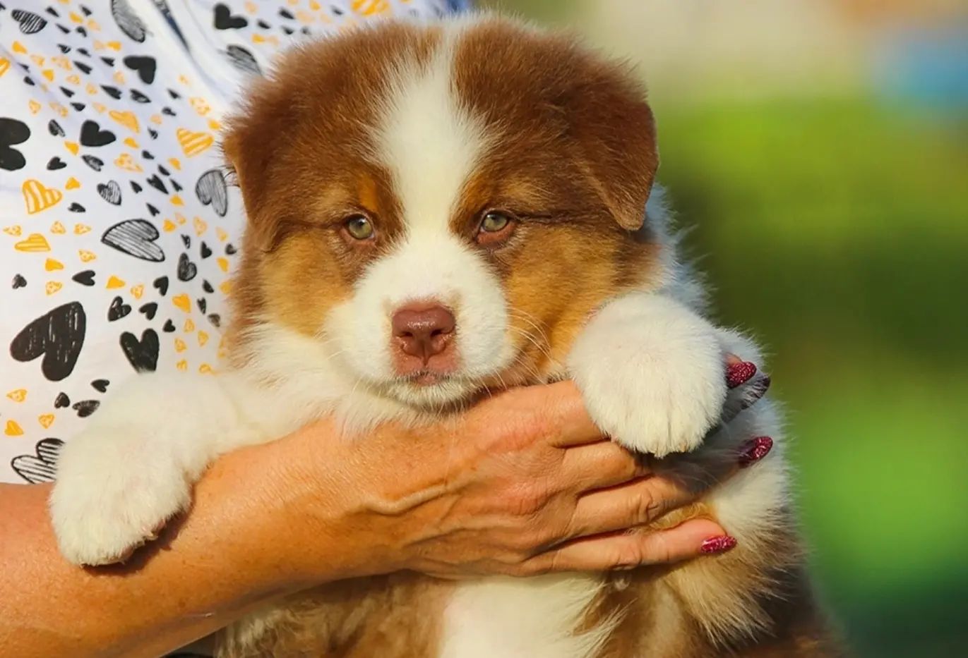 iz_doma_korolevoi_kennel в LOOKY — фото 2