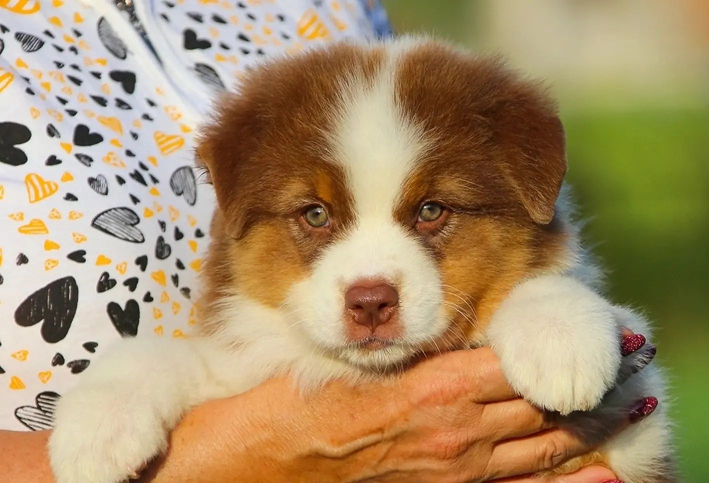 iz_doma_korolevoi_kennel в LOOKY — фото 3