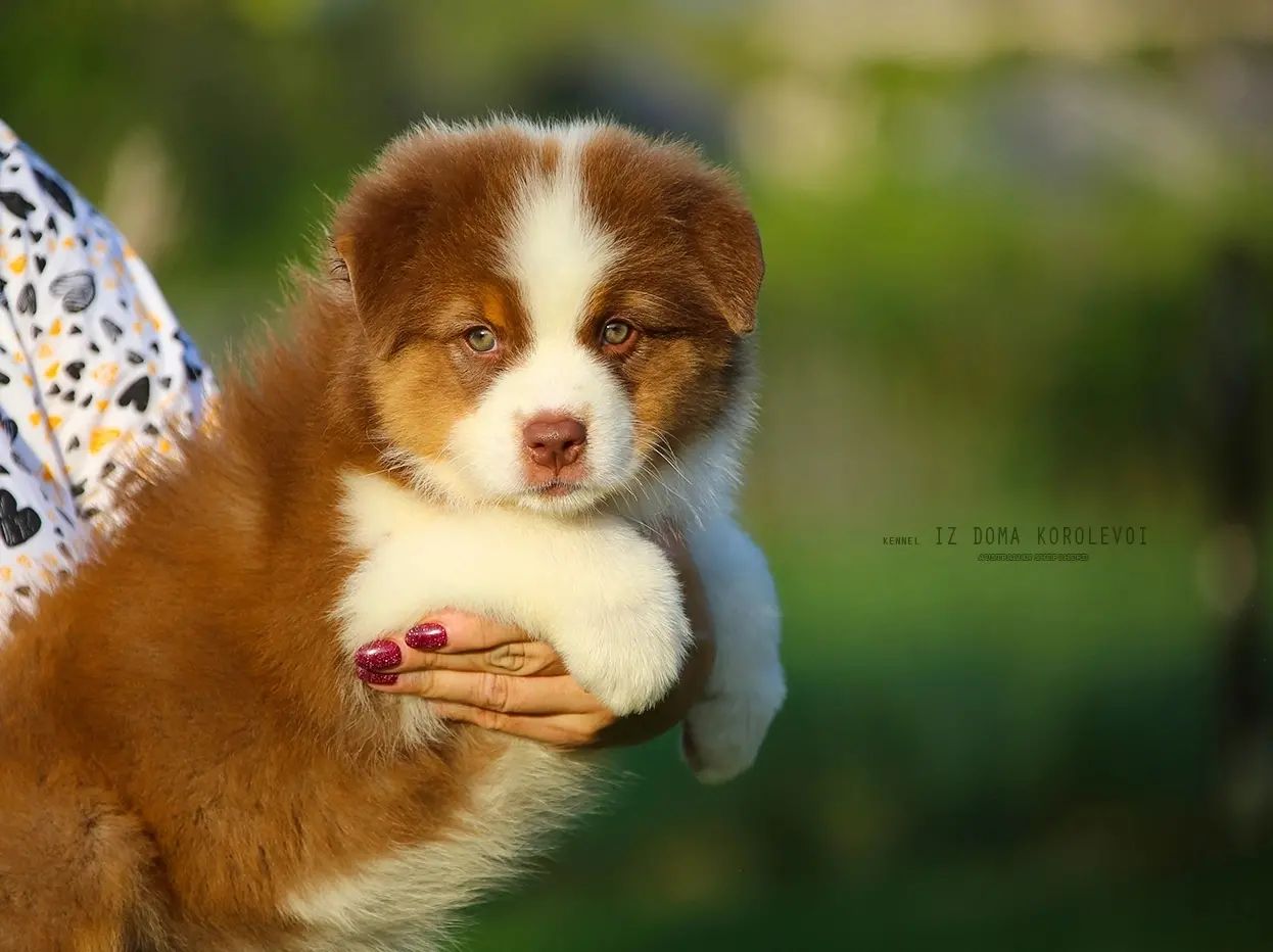 iz_doma_korolevoi_kennel в LOOKY — фото 6