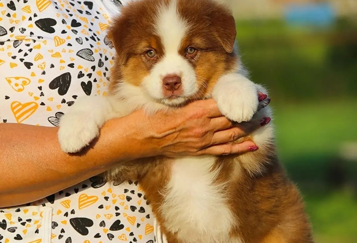 iz_doma_korolevoi_kennel в LOOKY — фото 4